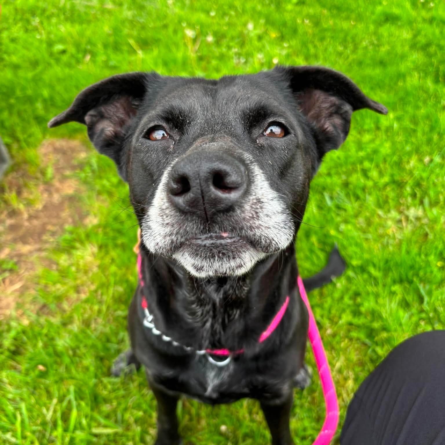 Enlarge Judy, a Adoptable mixed breed in Elyria, OH image 3/6
