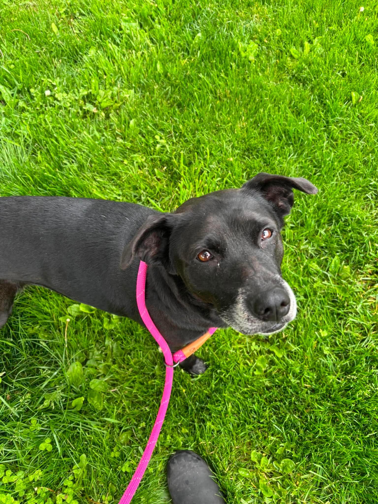 Enlarge Judy, a Adoptable mixed breed in Elyria, OH image 4/6