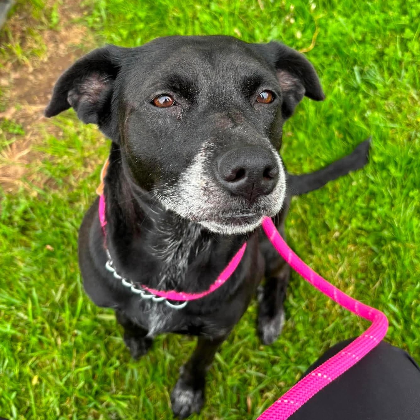 Enlarge Judy, a Adoptable mixed breed in Elyria, OH image 2/6