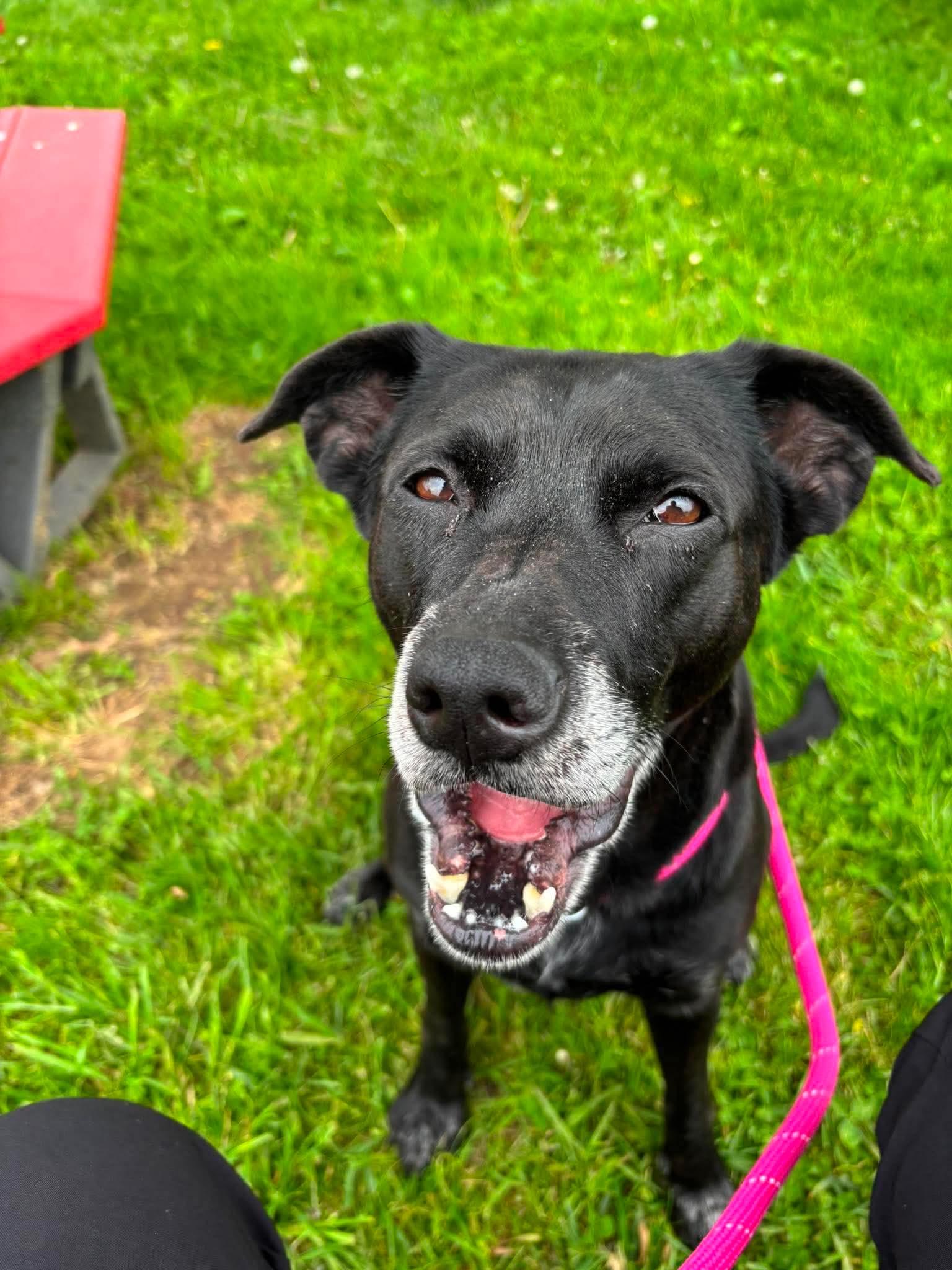 Enlarge Judy, a Adoptable mixed breed in Elyria, OH image 5/6