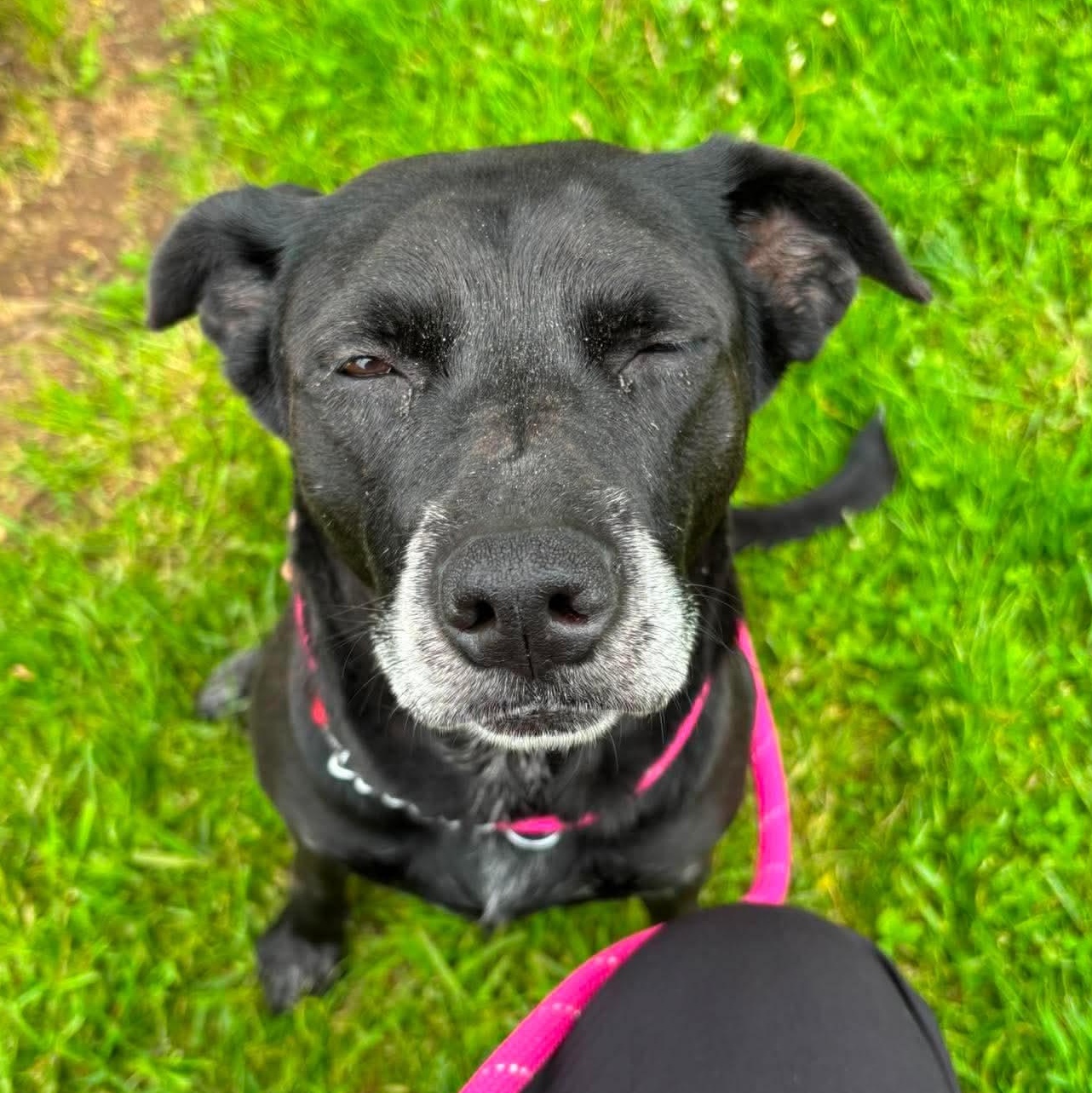 Enlarge Judy, a Adoptable mixed breed in Elyria, OH image 6/6