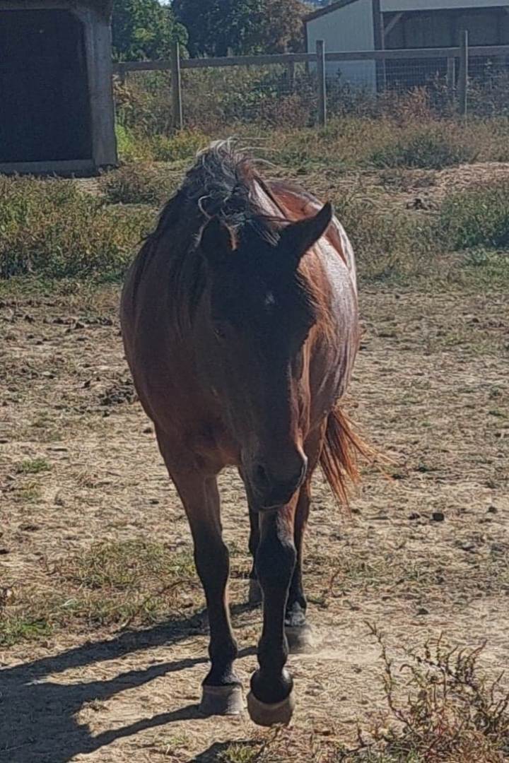 Enlarge Crystal, a Adoptable Pony in Leitchfield , KY image 1/7