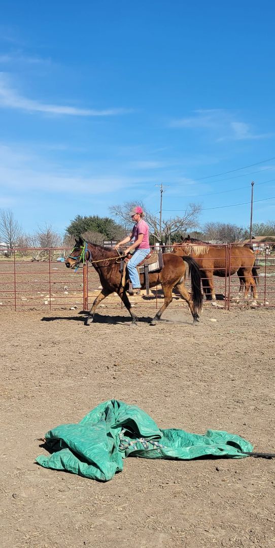 Enlarge Crystal, a Adoptable Pony in Leitchfield , KY image 2/7