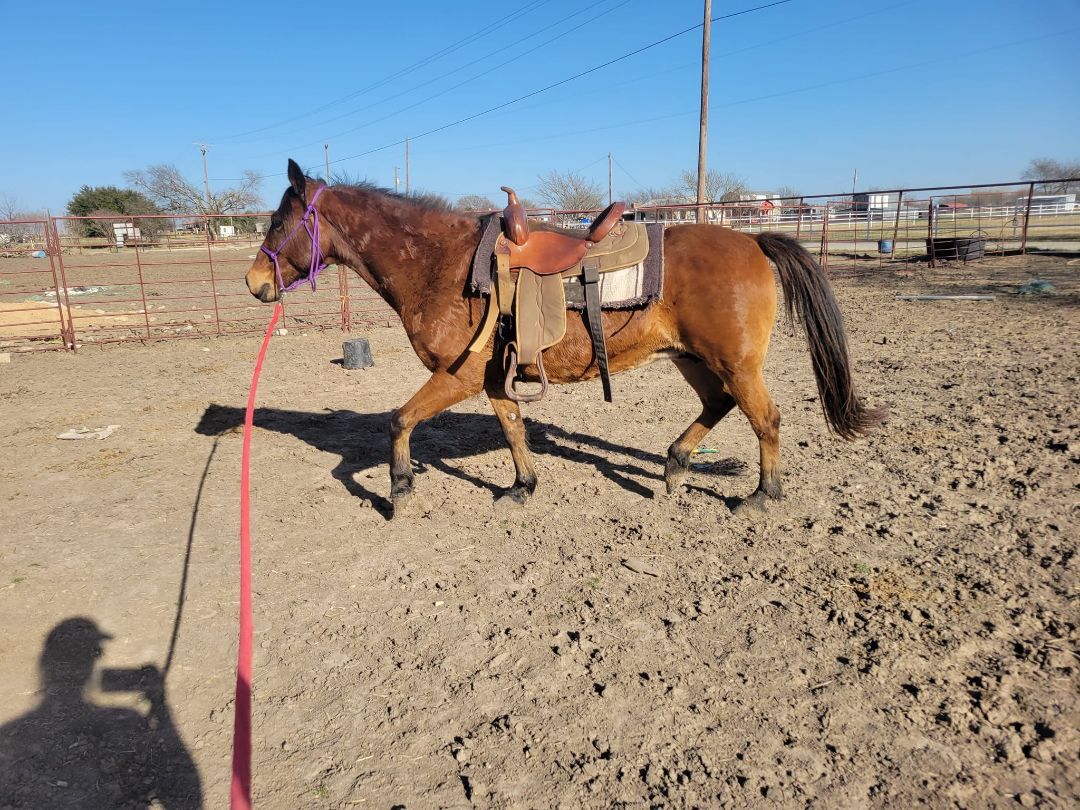 Enlarge Crystal, a Adoptable Pony in Leitchfield , KY image 3/7