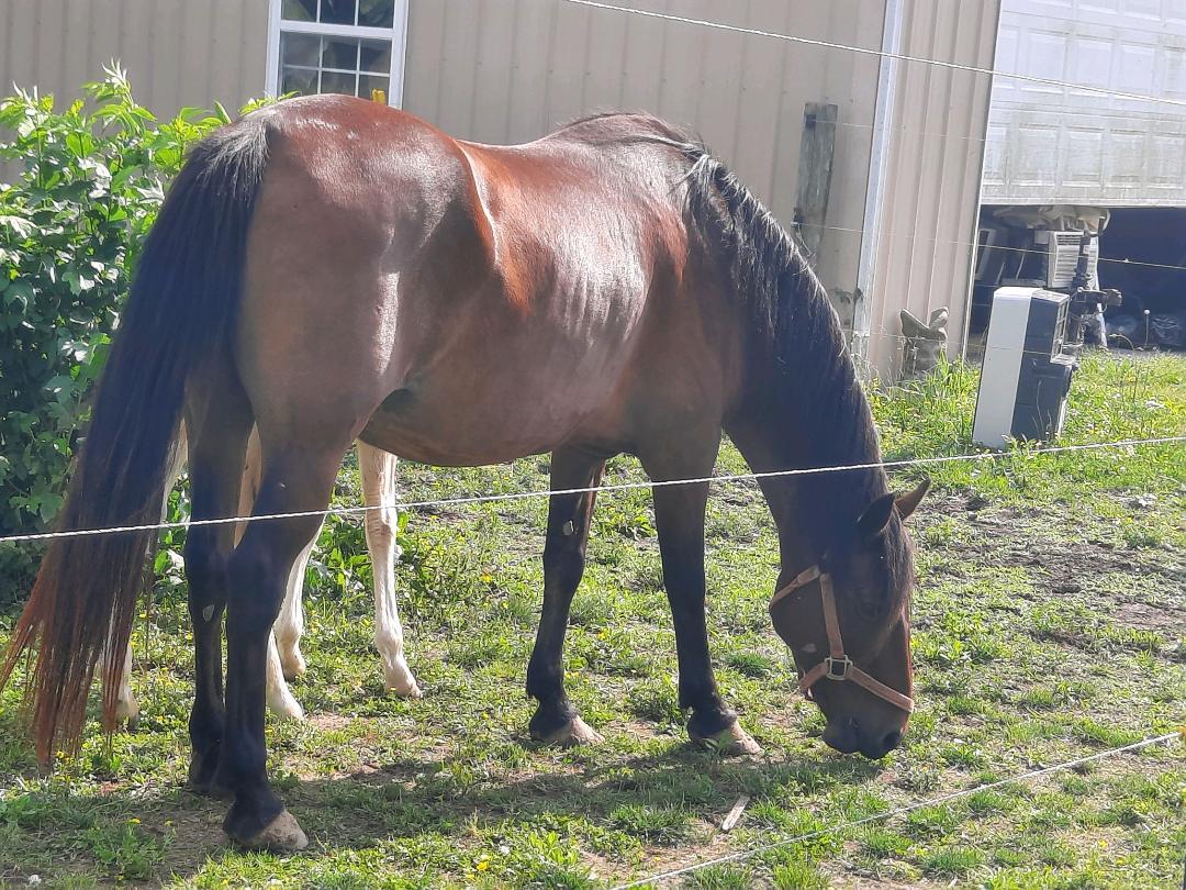 Enlarge Crystal, a Adoptable Pony in Leitchfield , KY image 4/7