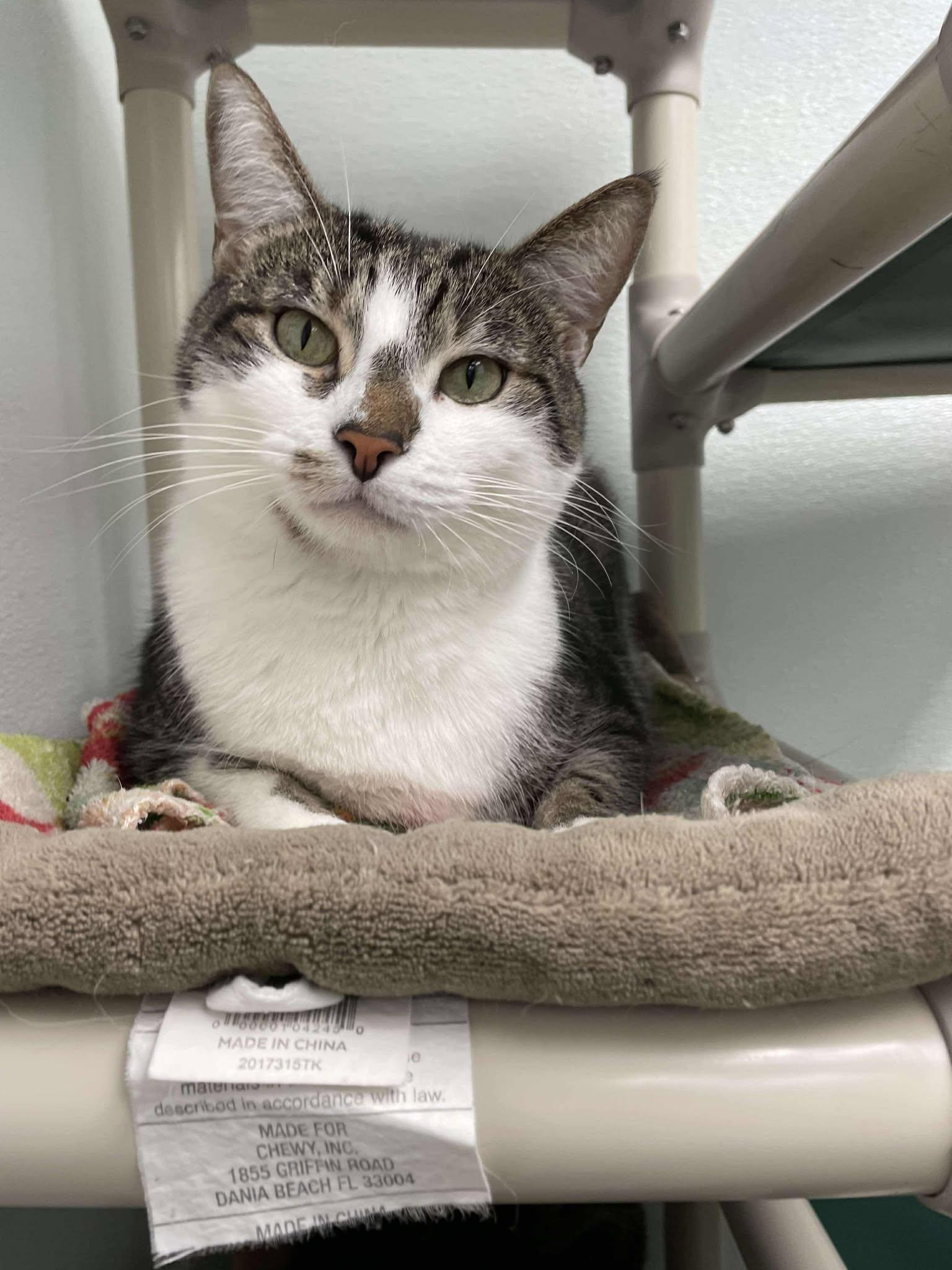 Finn AND Baby, Adoptable, Adult Male Domestic Short Hair.