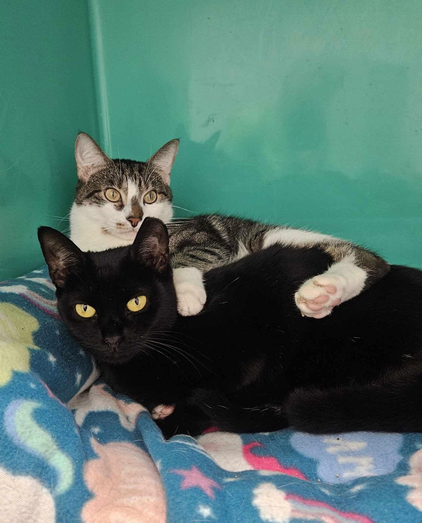 Finn AND Baby, a Adoptable Domestic Short Hair in Gonic, NH image 2/3