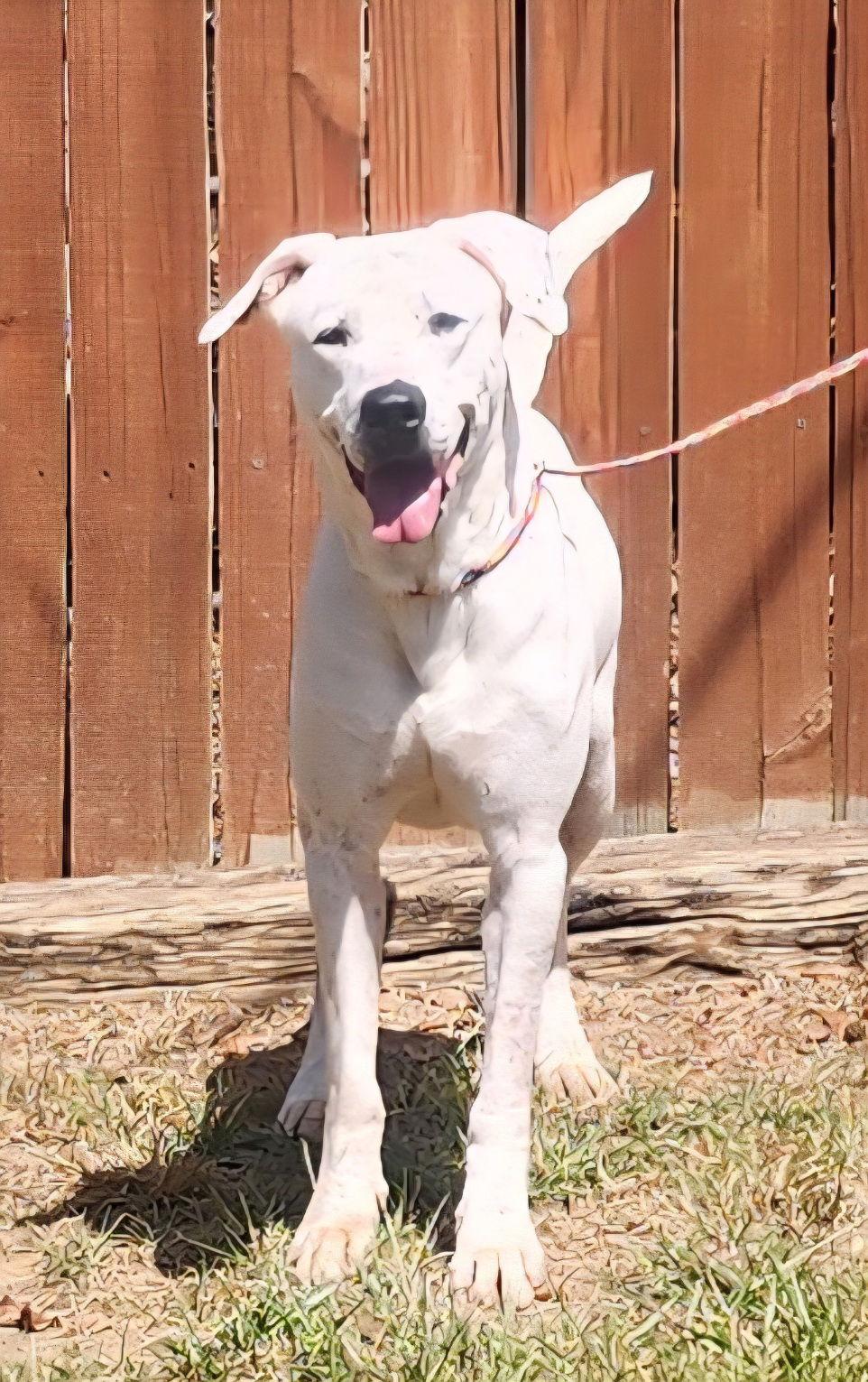 251279  Kirk, Adoptable, Adult Male Dogo Argentino.