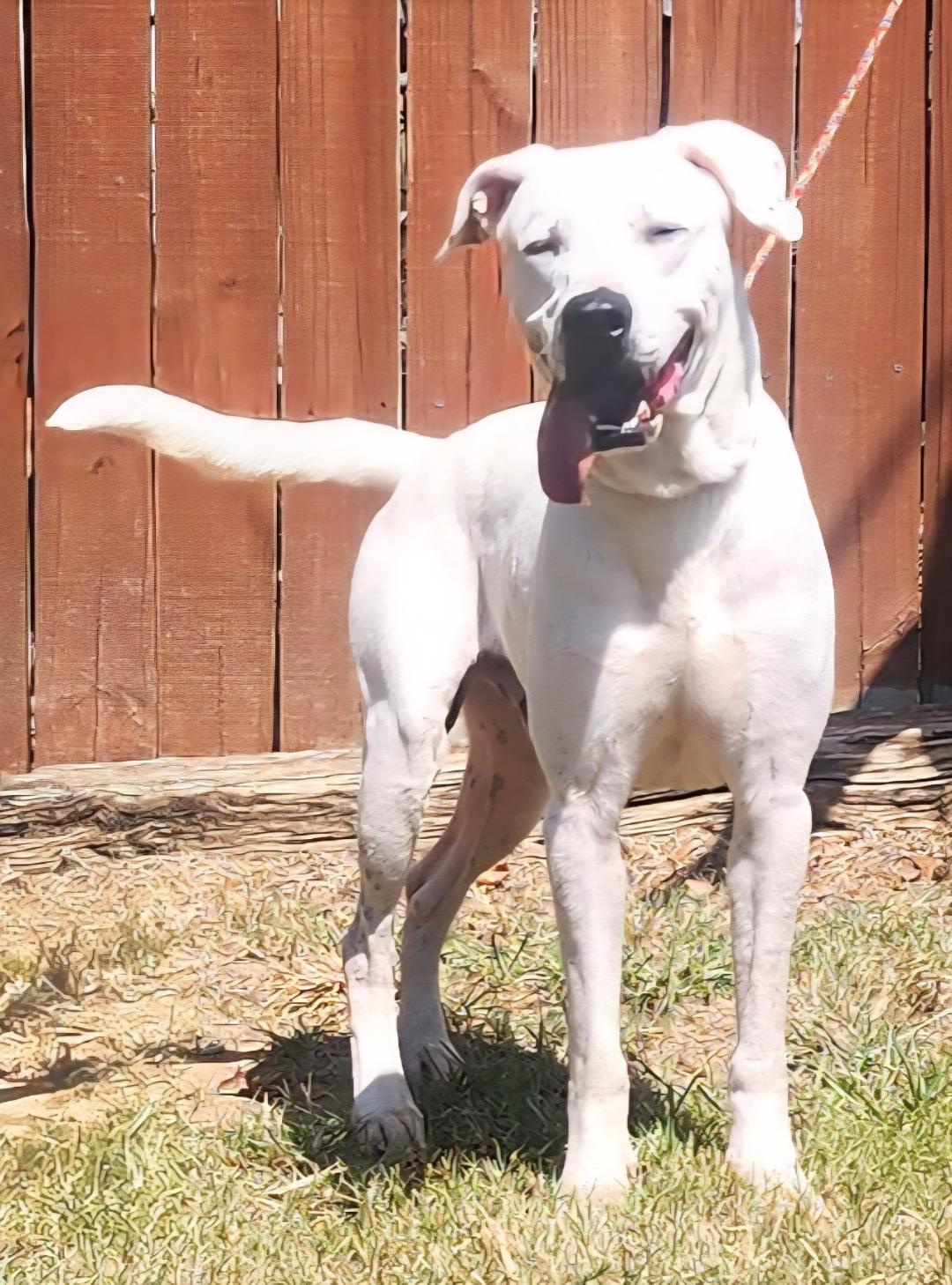 Enlarge 251279  Kirk, a Adoptable mixed breed in Wetumpka, AL image 2/3