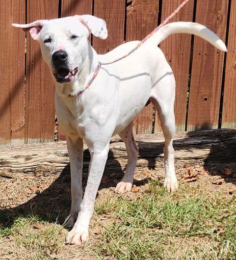 Enlarge 251279  Kirk, a Adoptable mixed breed in Wetumpka, AL image 3/3