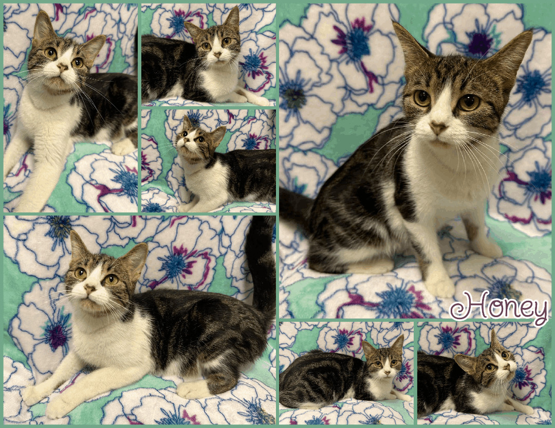 Honey, Adopted, Young Female Domestic Short Hair.