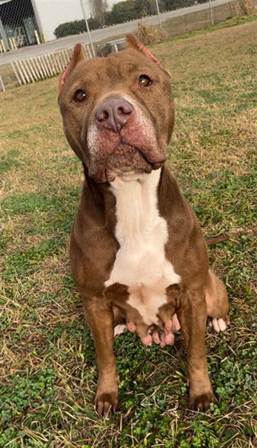 Enlarge PANINI, a Adoptable mixed breed in Rosenberg, TX image 1/1