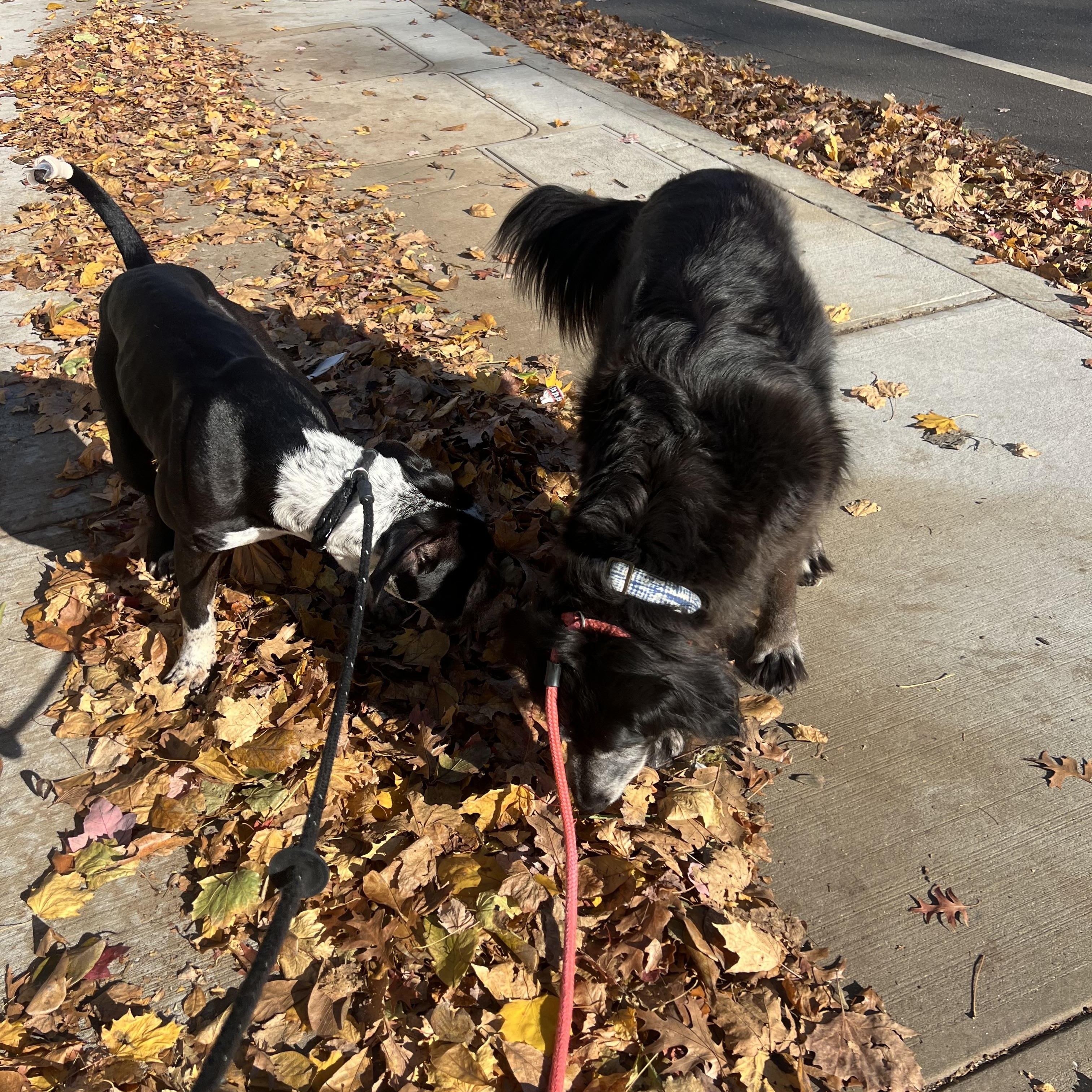 Enlarge Eeyore, a Adoptable mixed breed in Stamford, CT image 2/6