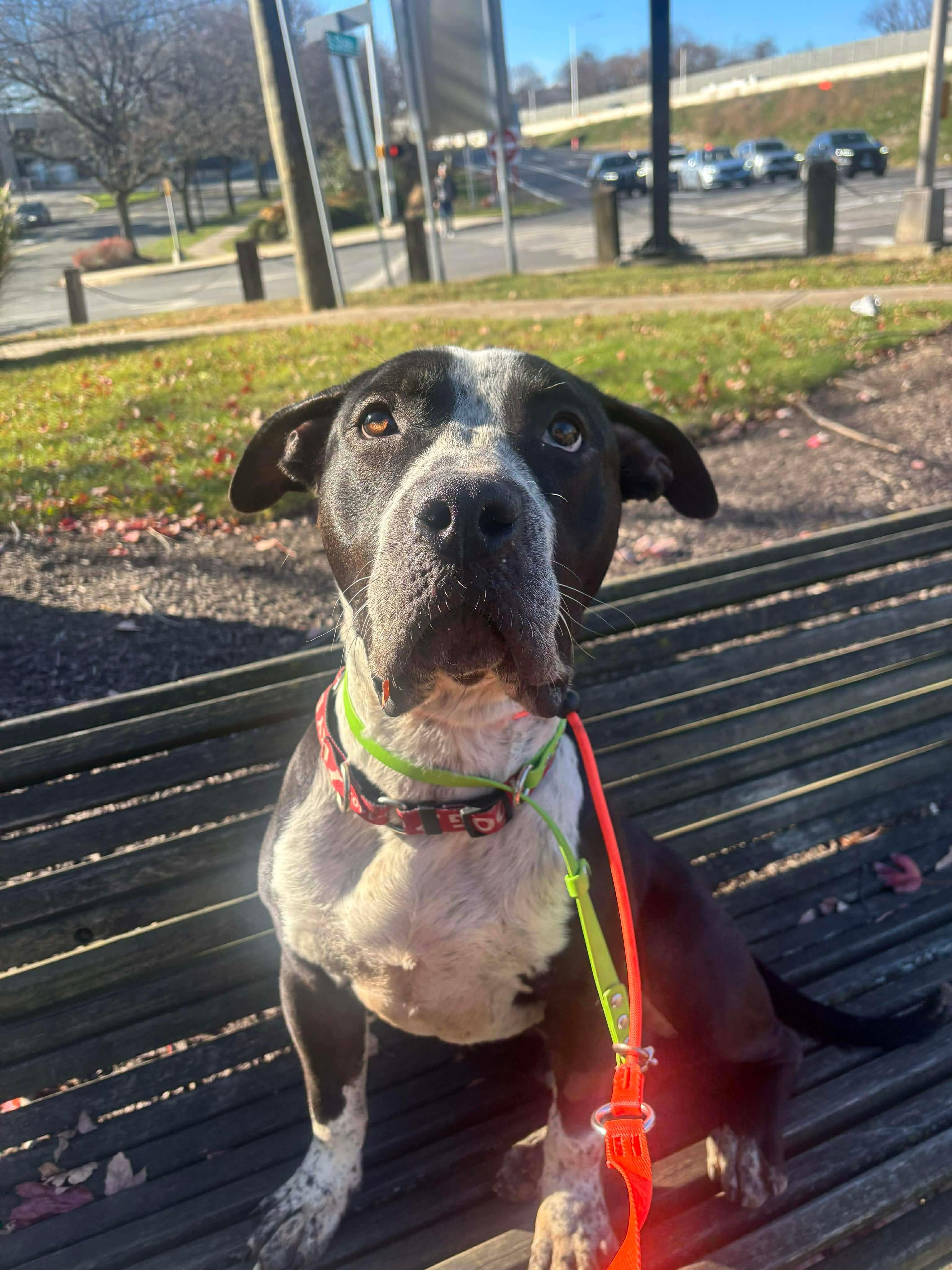 Enlarge Eeyore, a Adoptable mixed breed in Stamford, CT image 3/6