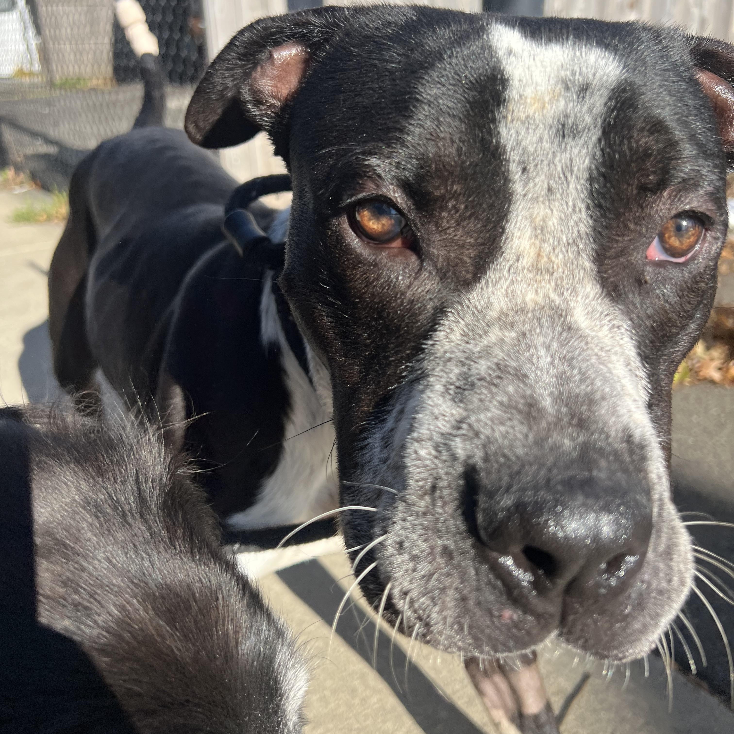 Enlarge Eeyore, a Adoptable mixed breed in Stamford, CT image 4/6