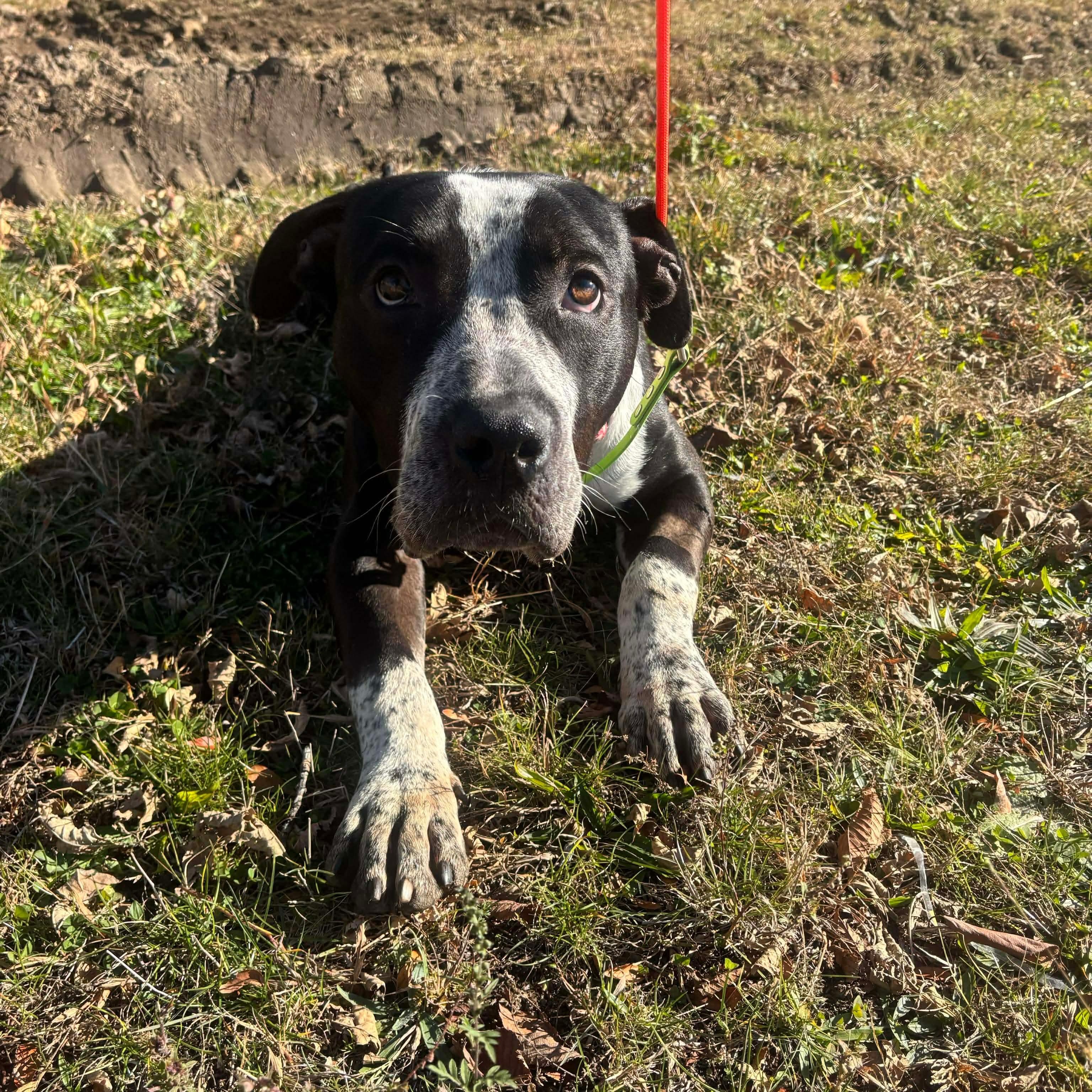 Enlarge Eeyore, a Adoptable mixed breed in Stamford, CT image 5/6