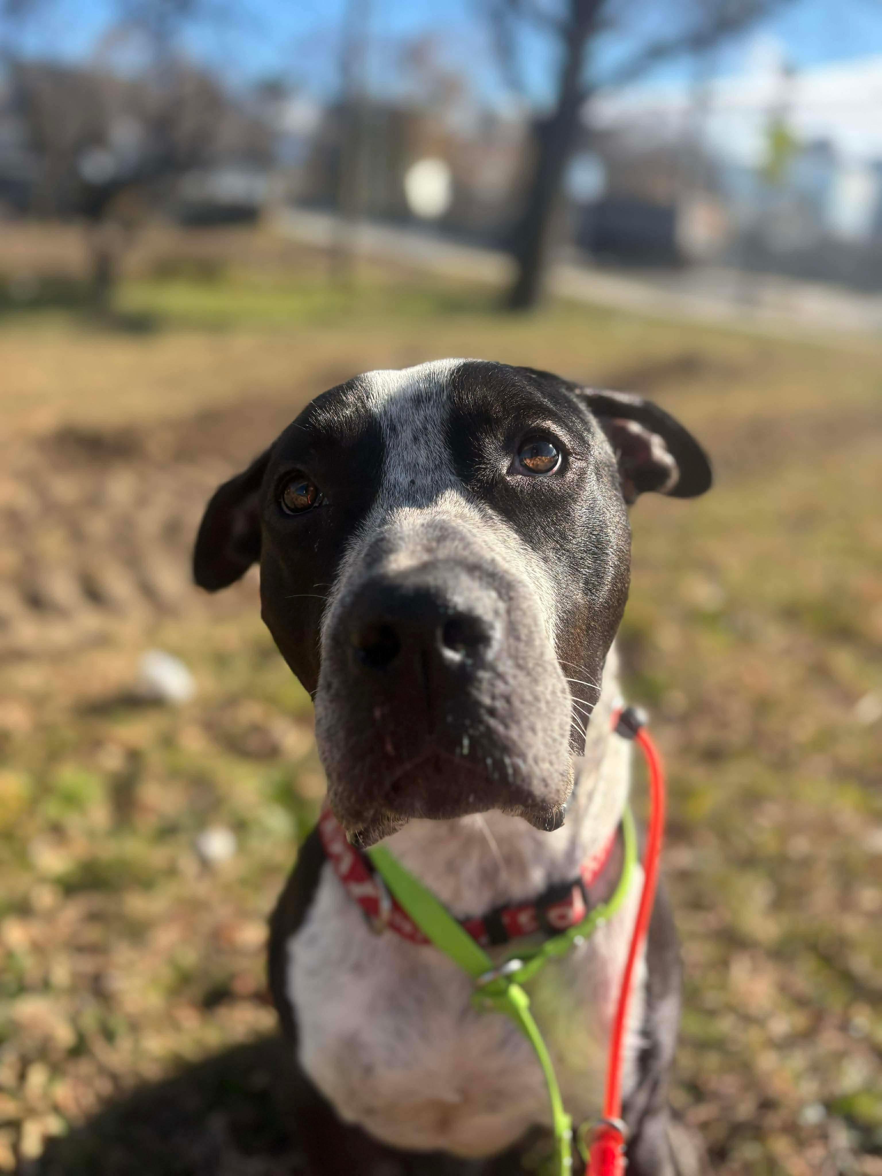Eeyore, Adoptable, Adult Male Mixed Breed.