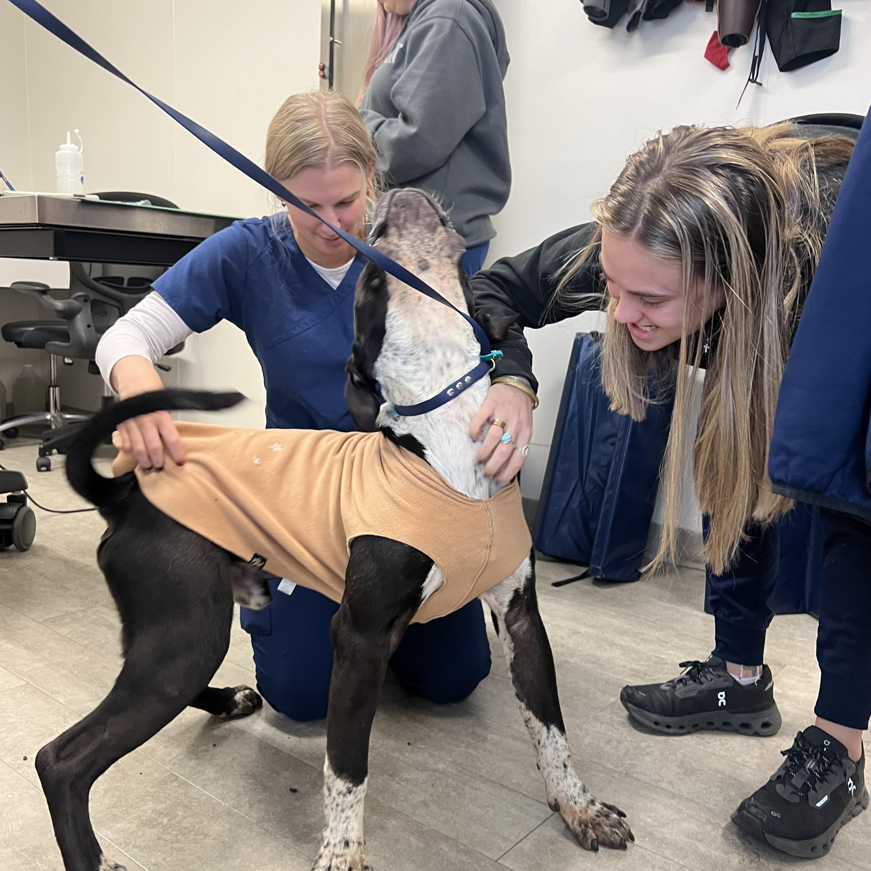 Enlarge Eeyore, a Adoptable mixed breed in Stamford, CT image 6/6