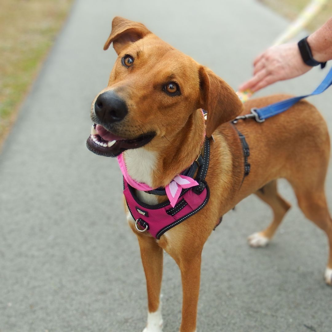 Enlarge Addie, a Adoptable mixed breed in Sanford, NC image 2/3