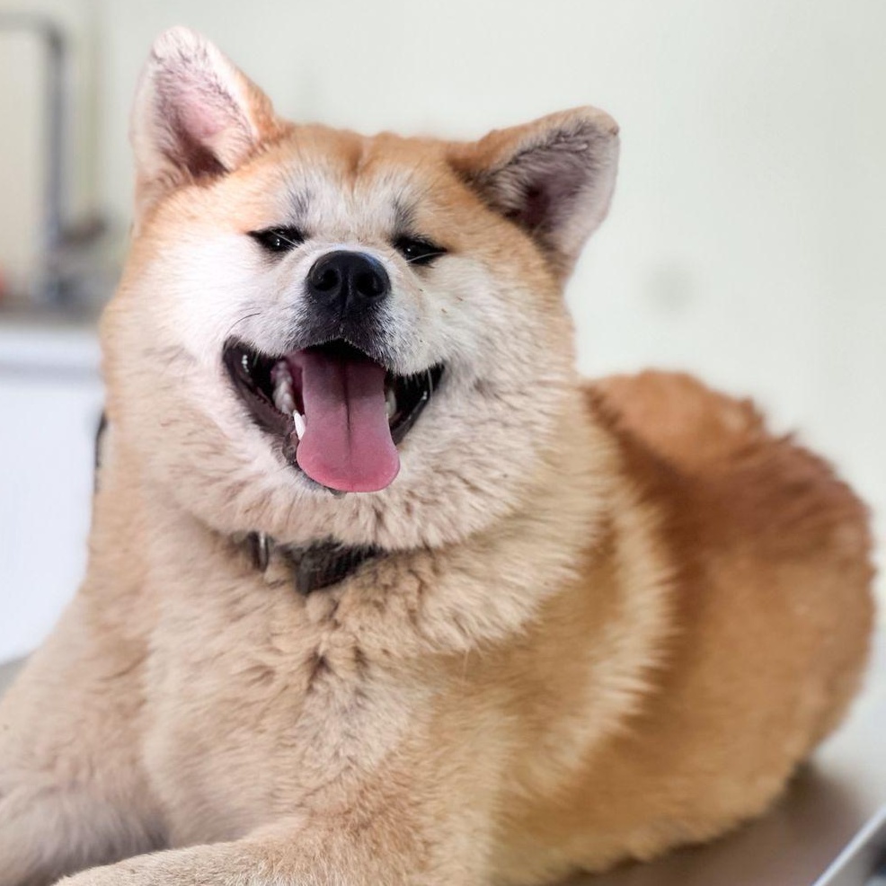 Enlarge FunnyFriendlyYUKI!, a Adoptable mixed breed in New York, NY image 1/6