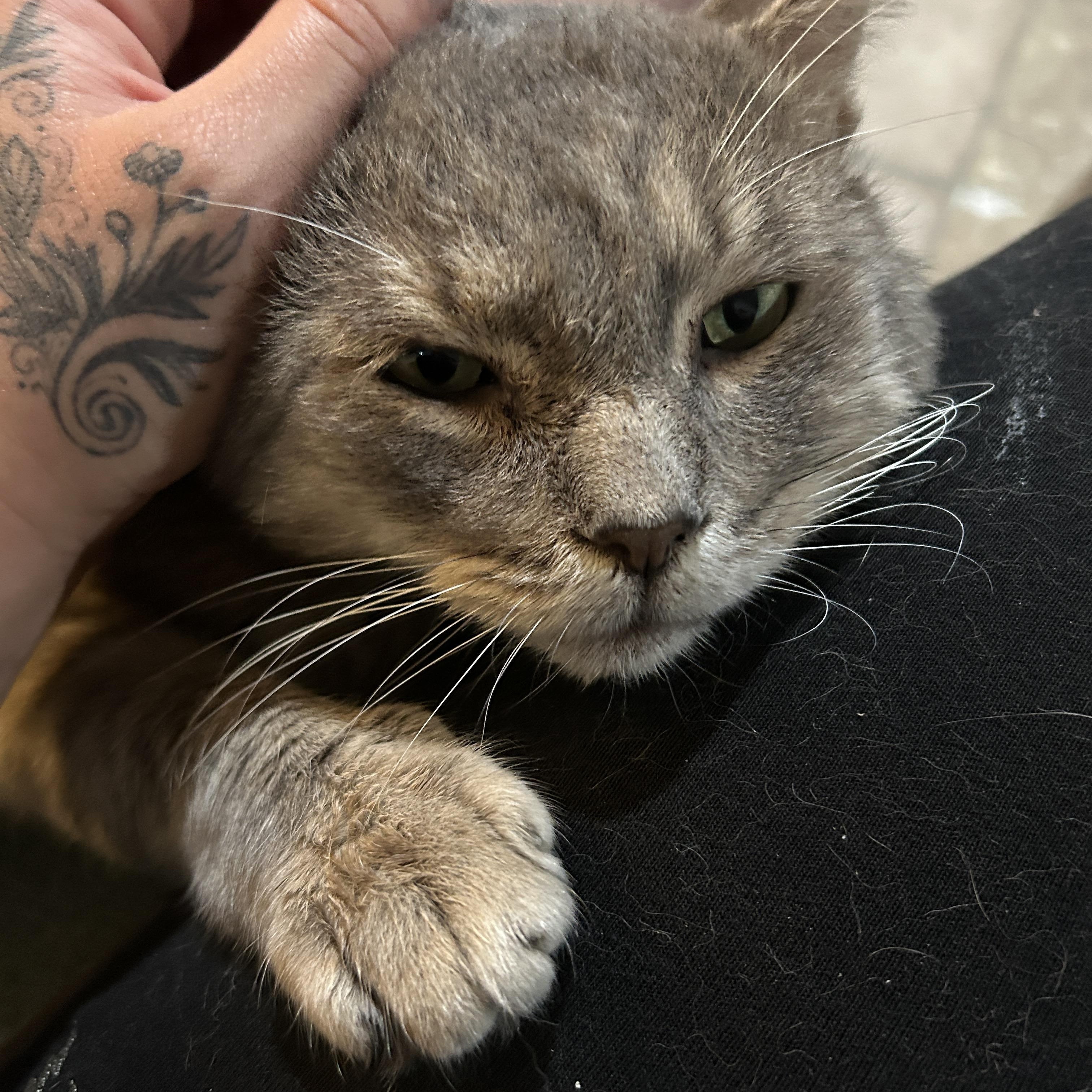 Enlarge Bobby, a Adoptable Domestic Short Hair in Baltimore, MD image 2/5