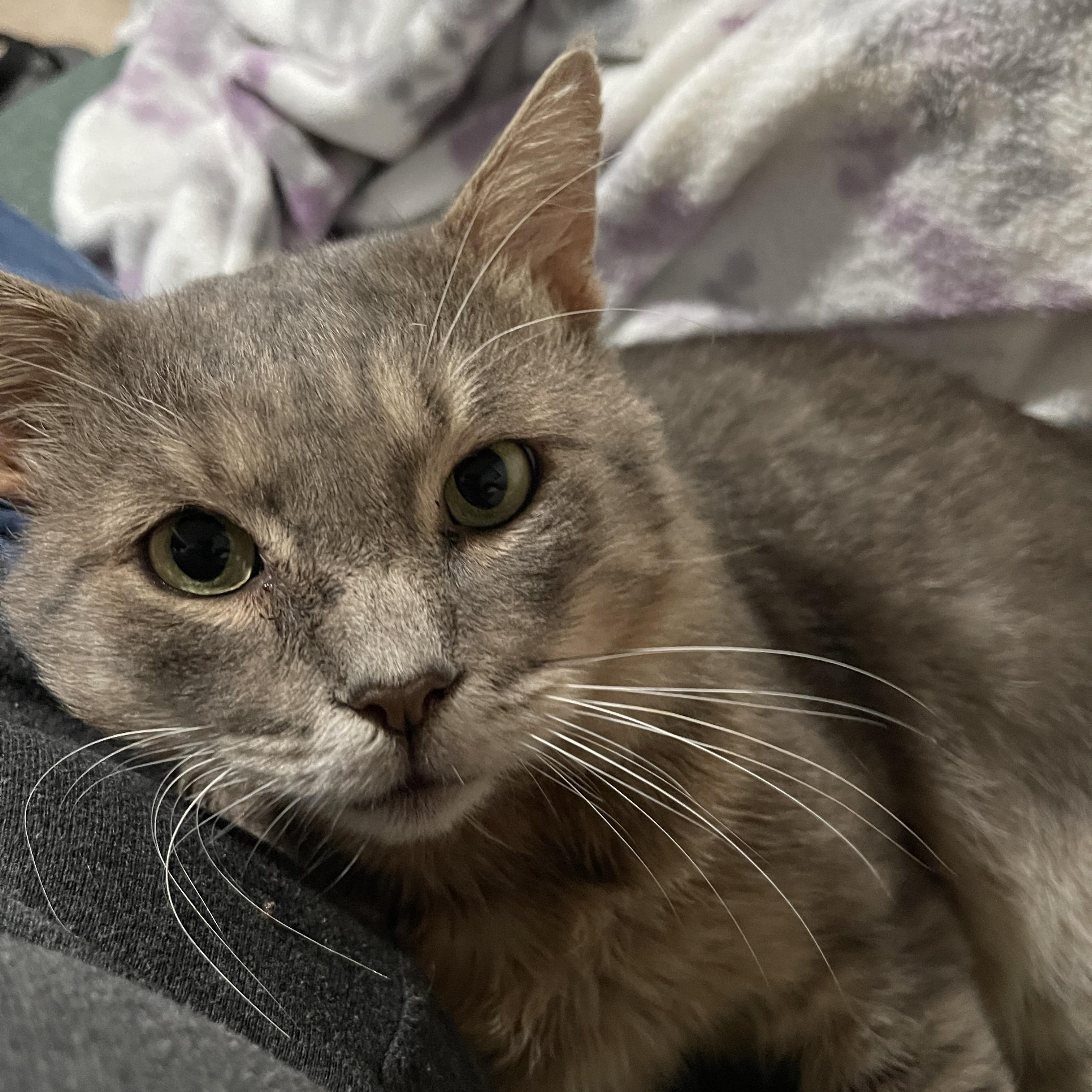 Enlarge Bobby, a Adoptable Domestic Short Hair in Baltimore, MD image 1/5