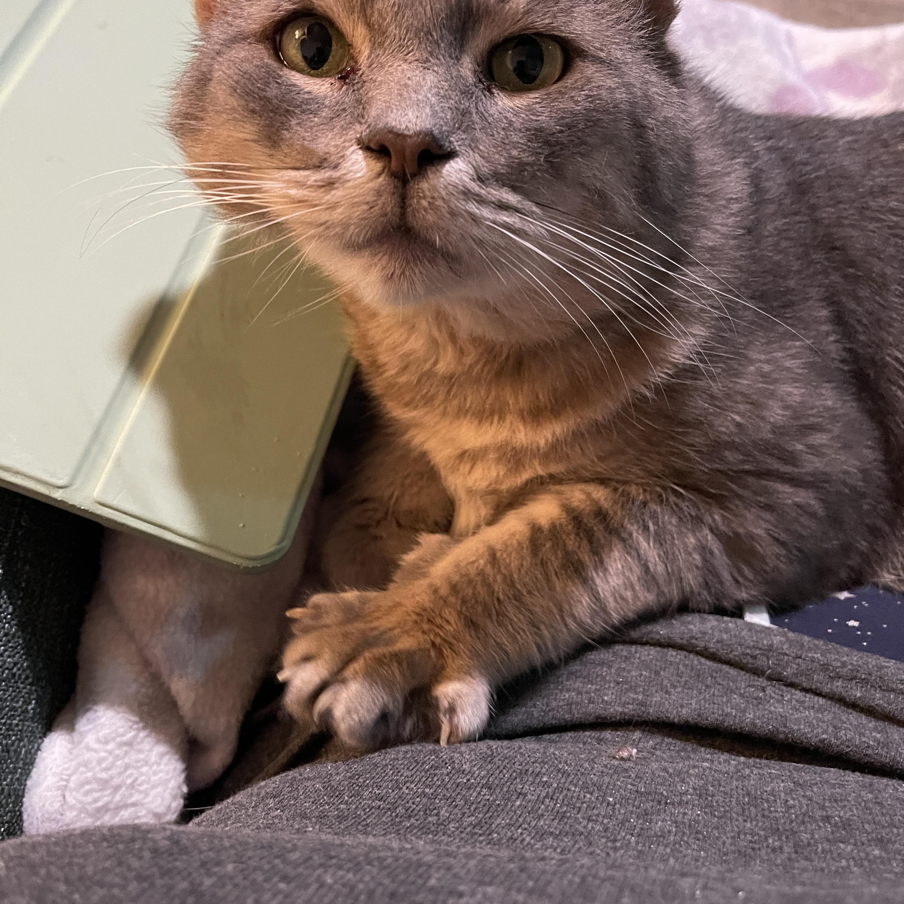 Enlarge Bobby, a Adoptable Domestic Short Hair in Baltimore, MD image 4/5