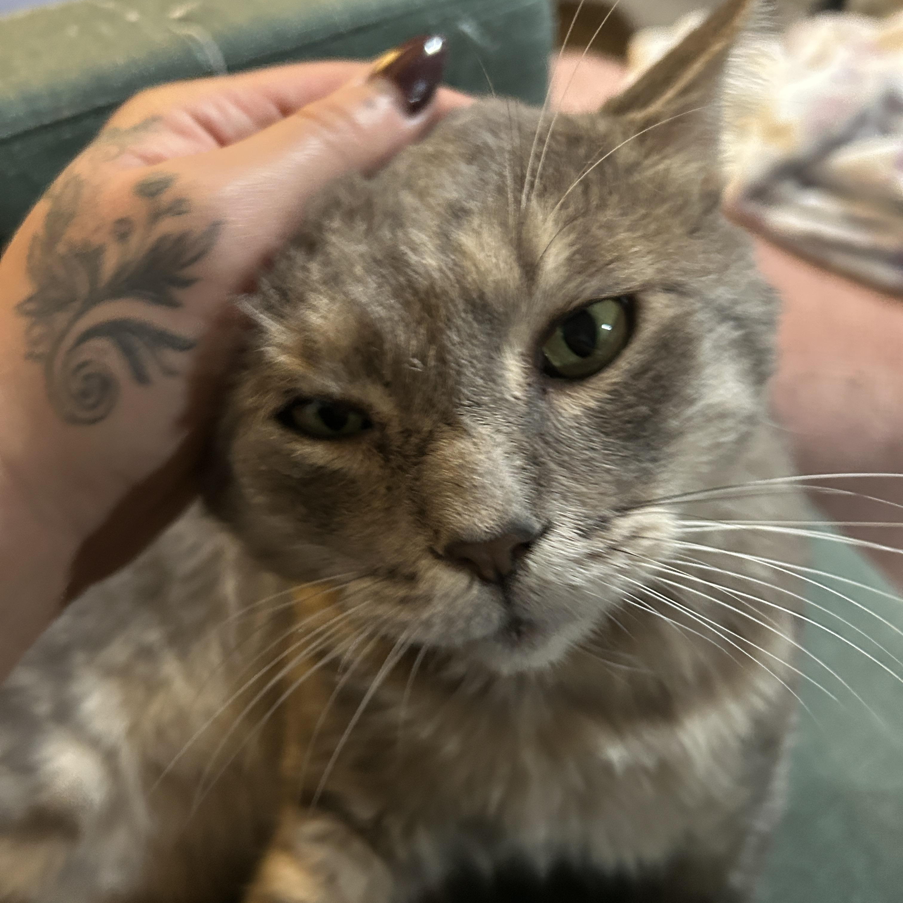 Enlarge Bobby, a Adoptable Domestic Short Hair in Baltimore, MD image 3/5