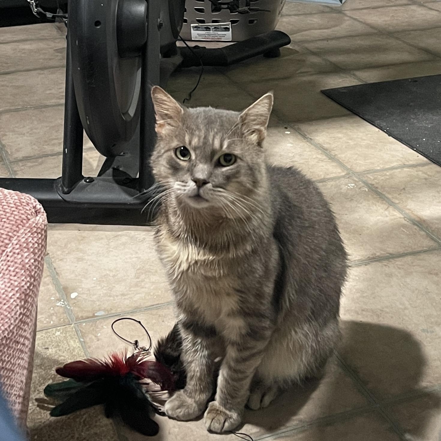 Enlarge Bobby, a Adoptable Domestic Short Hair in Baltimore, MD image 5/5