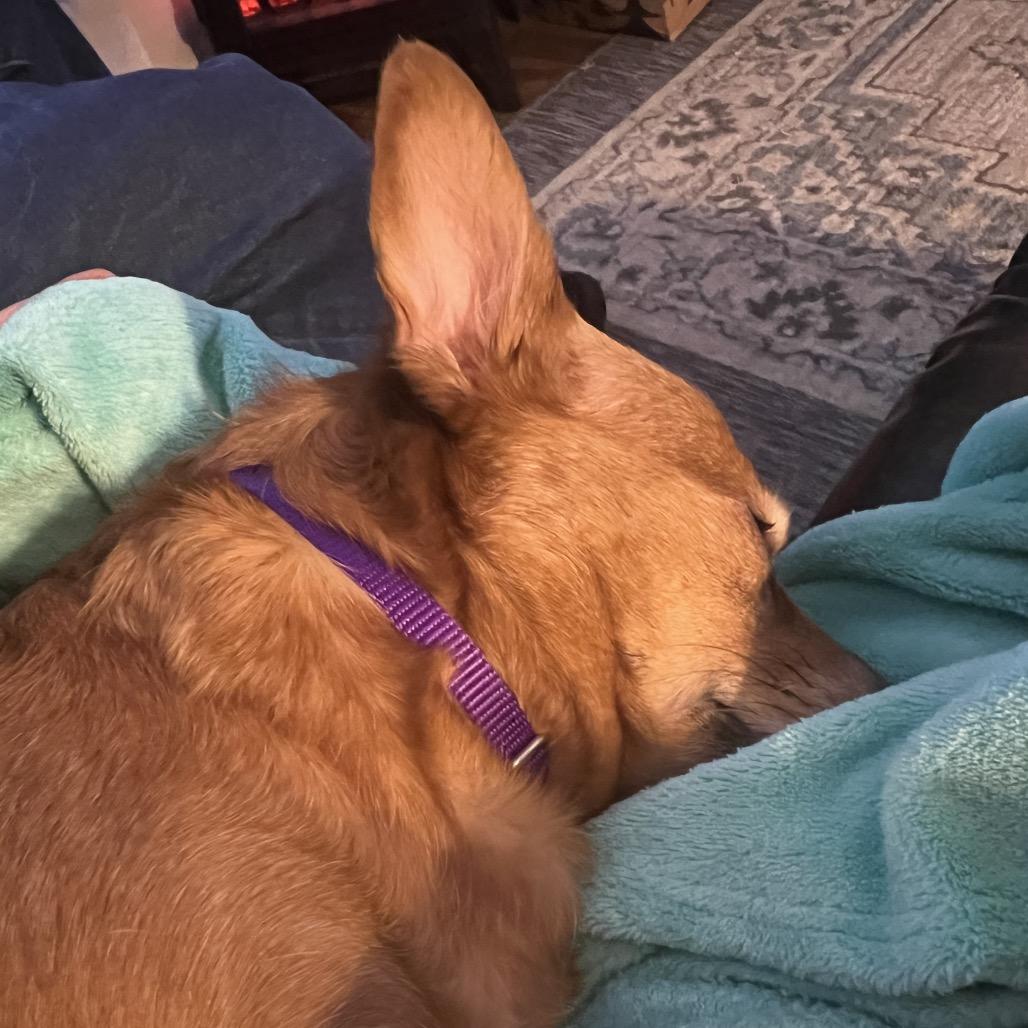 Enlarge wendy, a Adoptable Chihuahua in Kokomo, IN image 1/6