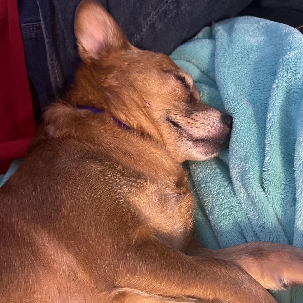 Enlarge wendy, a Adoptable Chihuahua in Kokomo, IN image 2/6