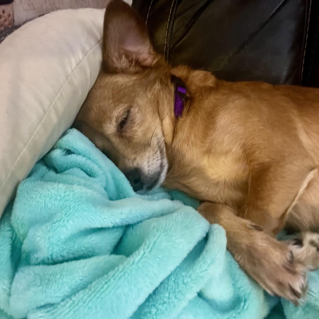 Enlarge wendy, a Adoptable Chihuahua in Kokomo, IN image 3/6