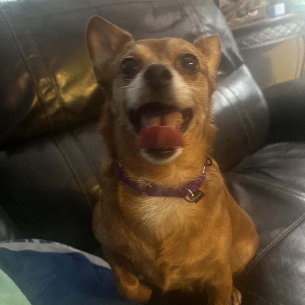 Enlarge wendy, a Adoptable Chihuahua in Kokomo, IN image 4/6