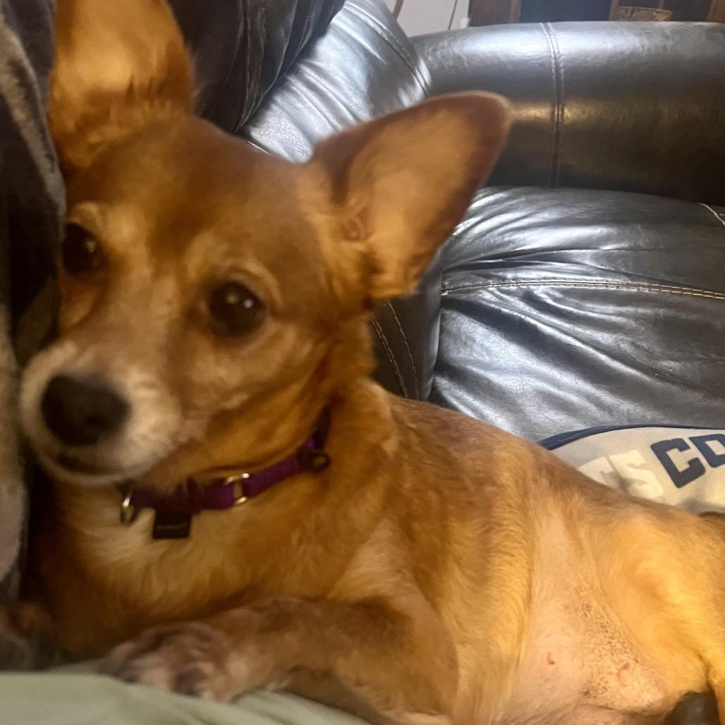 Enlarge wendy, a Adoptable Chihuahua in Kokomo, IN image 5/6