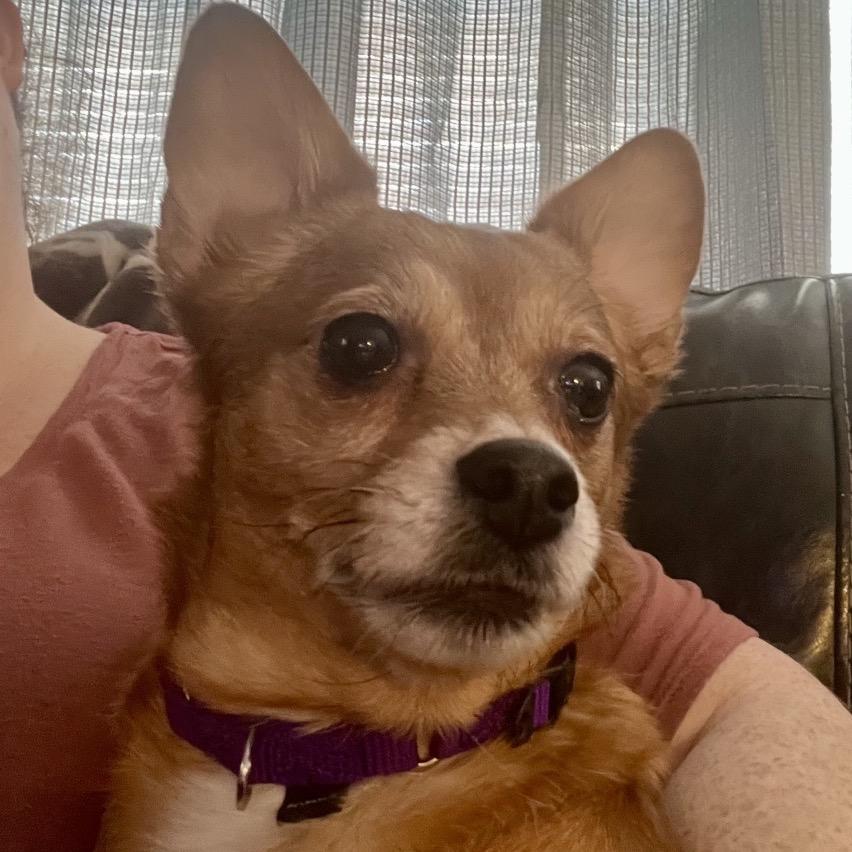 Enlarge wendy, a Adoptable Chihuahua in Kokomo, IN image 6/6