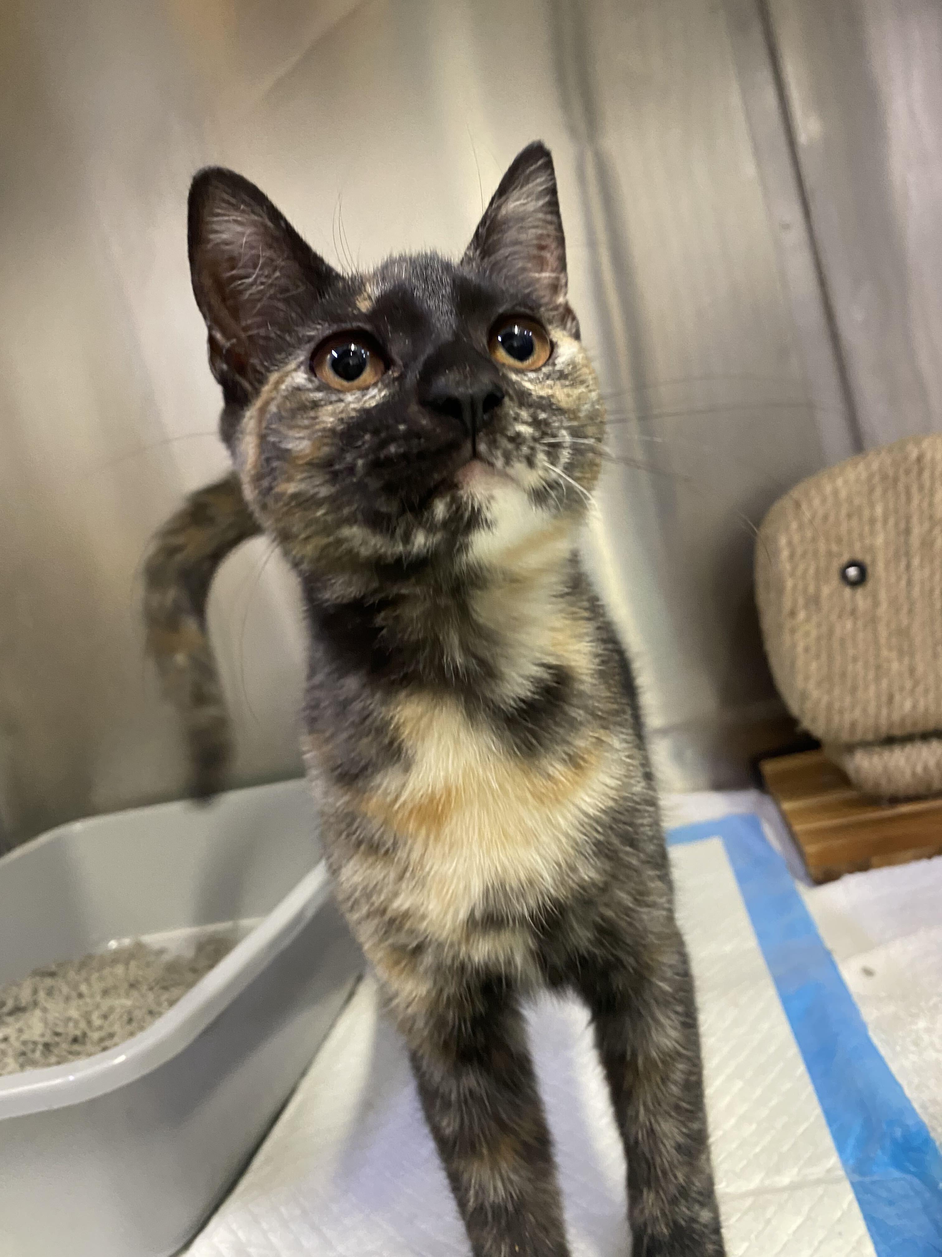 Enlarge Lilo and Torti, a Adoptable Domestic Short Hair in Waltham, MA image 3/5