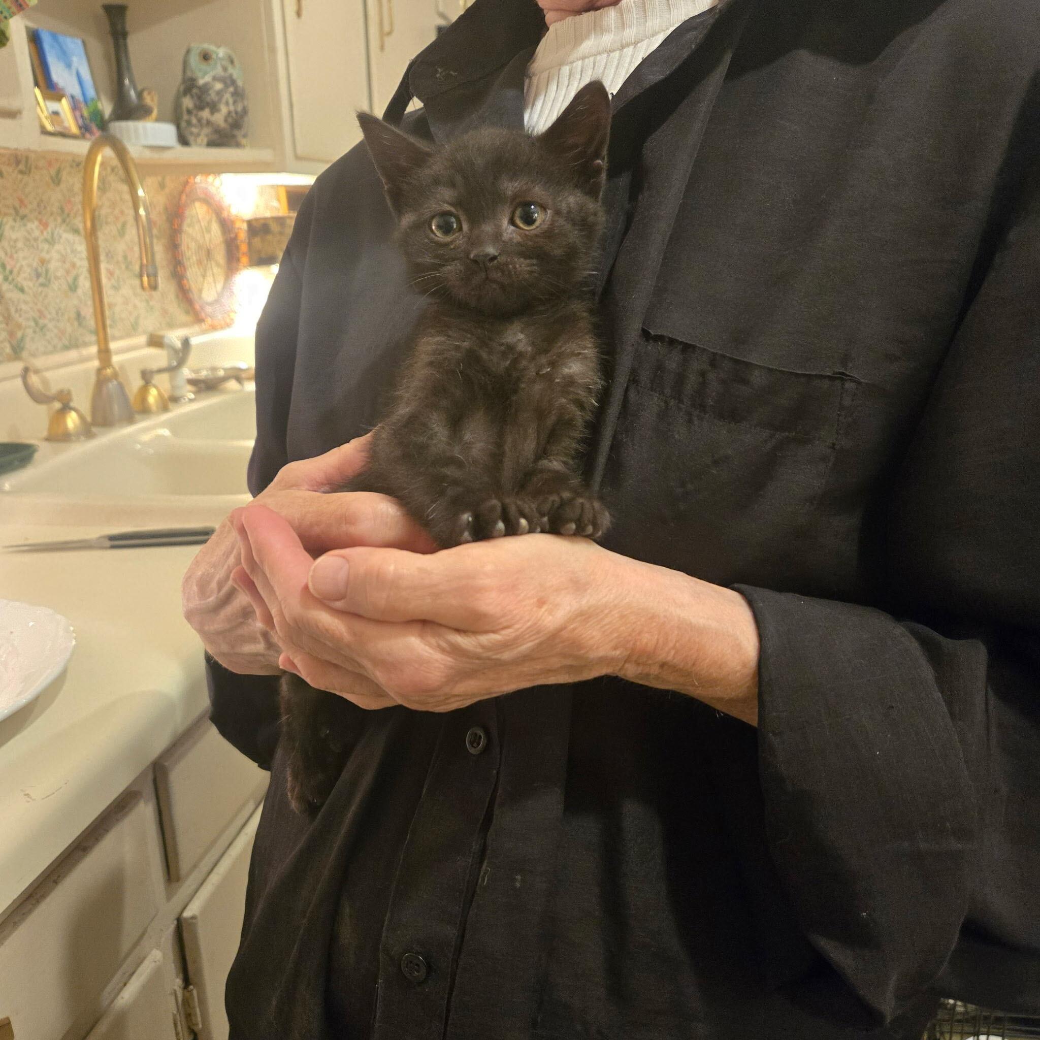 Enlarge Lilo and Torti, a Adoptable Domestic Short Hair in Waltham, MA image 5/5