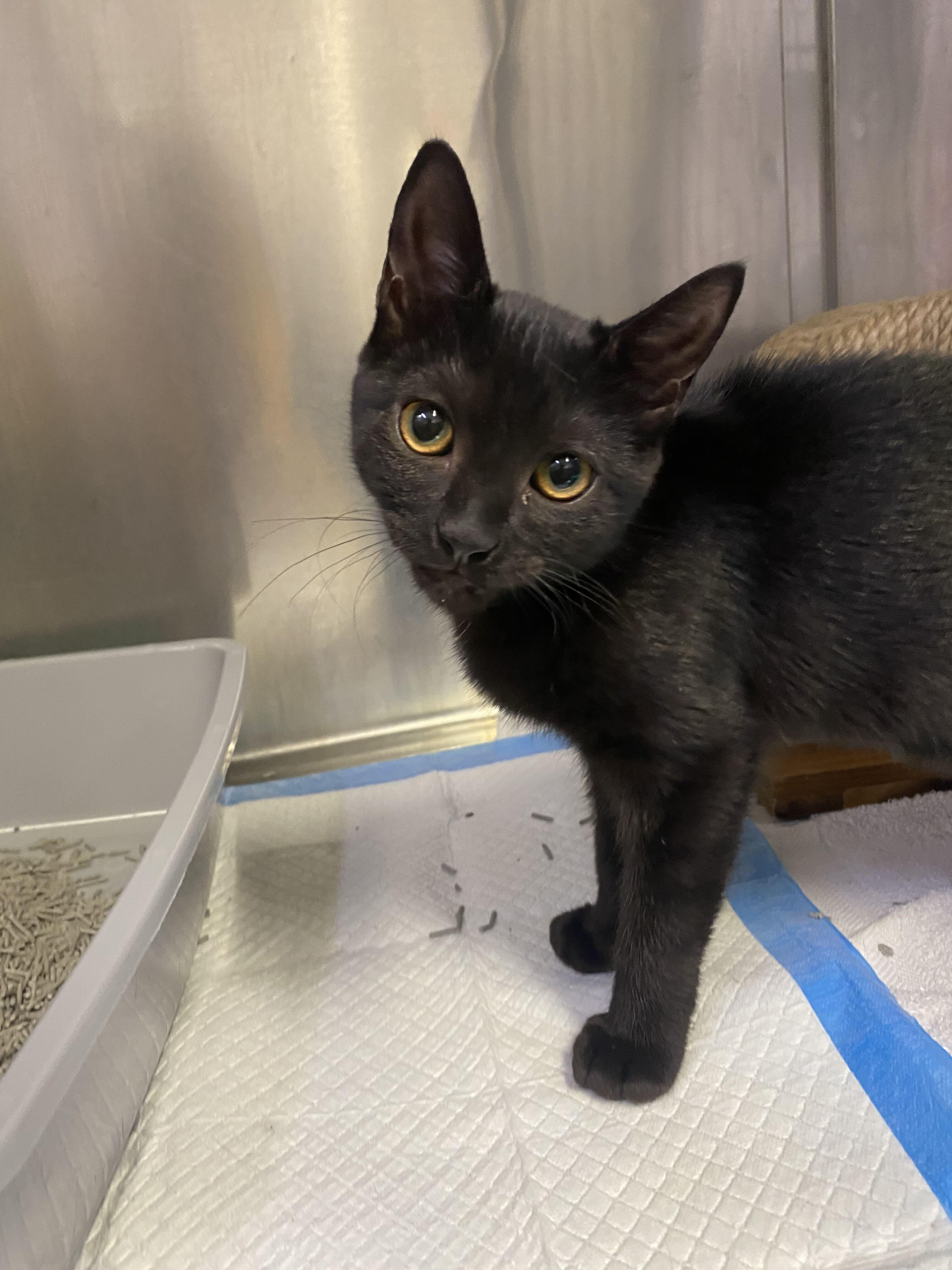 Enlarge Lilo and Torti, a Adoptable Domestic Short Hair in Waltham, MA image 2/5