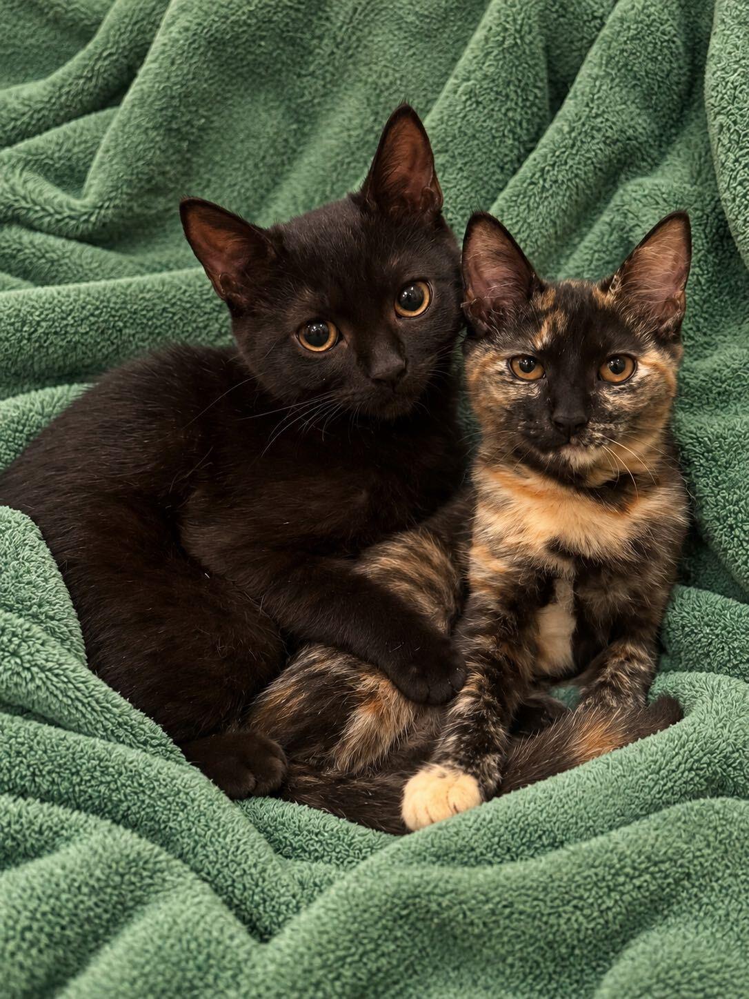 Lilo and Torti, Adoptable, Kitten Female Domestic Short Hair.