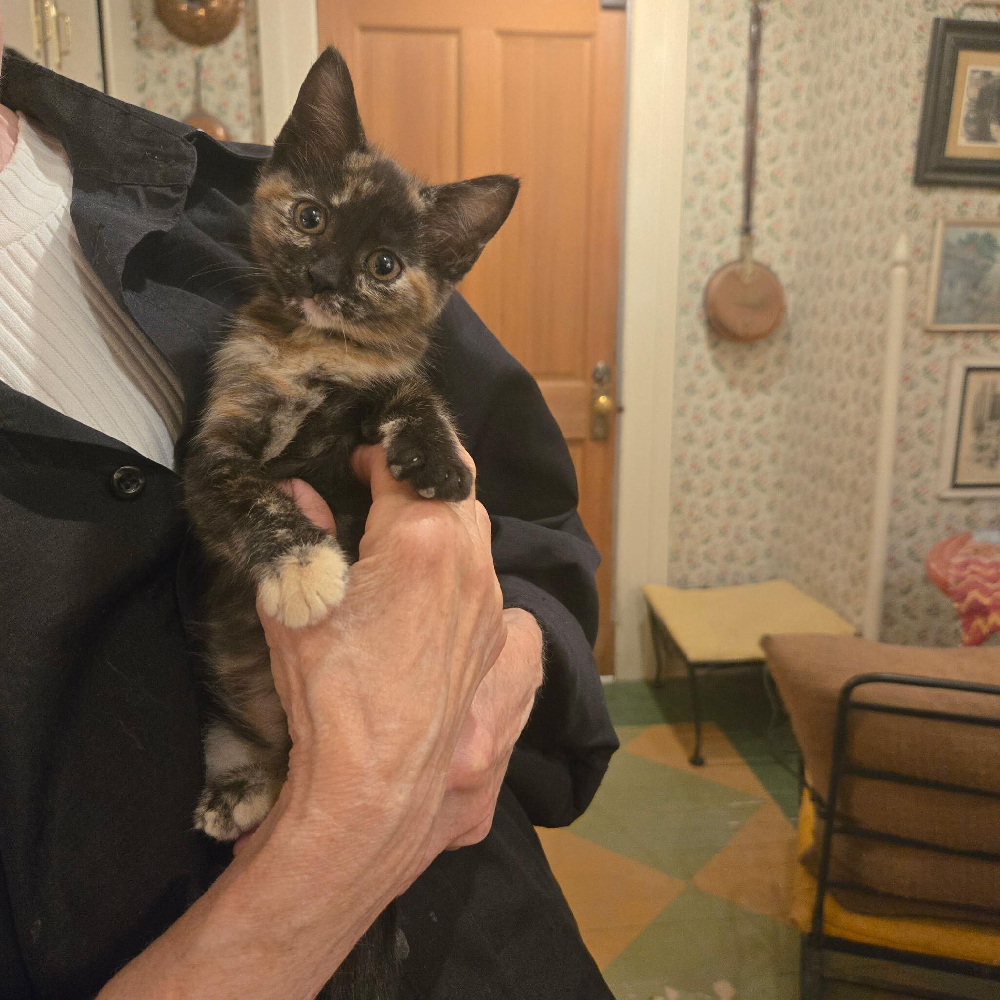 Enlarge Lilo and Torti, a Adoptable Domestic Short Hair in Waltham, MA image 4/5
