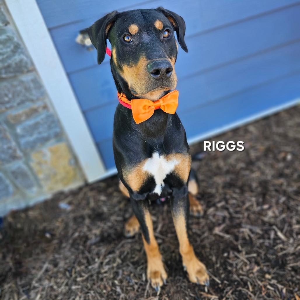 Riggs, Adoptable, Young Male Doberman Pinscher & Mixed Breed.