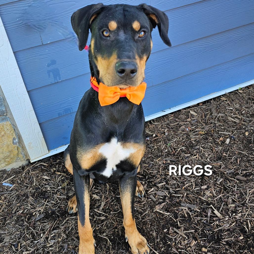 Riggs, a Adoptable mixed breed in Phoenix, AZ image 2/5