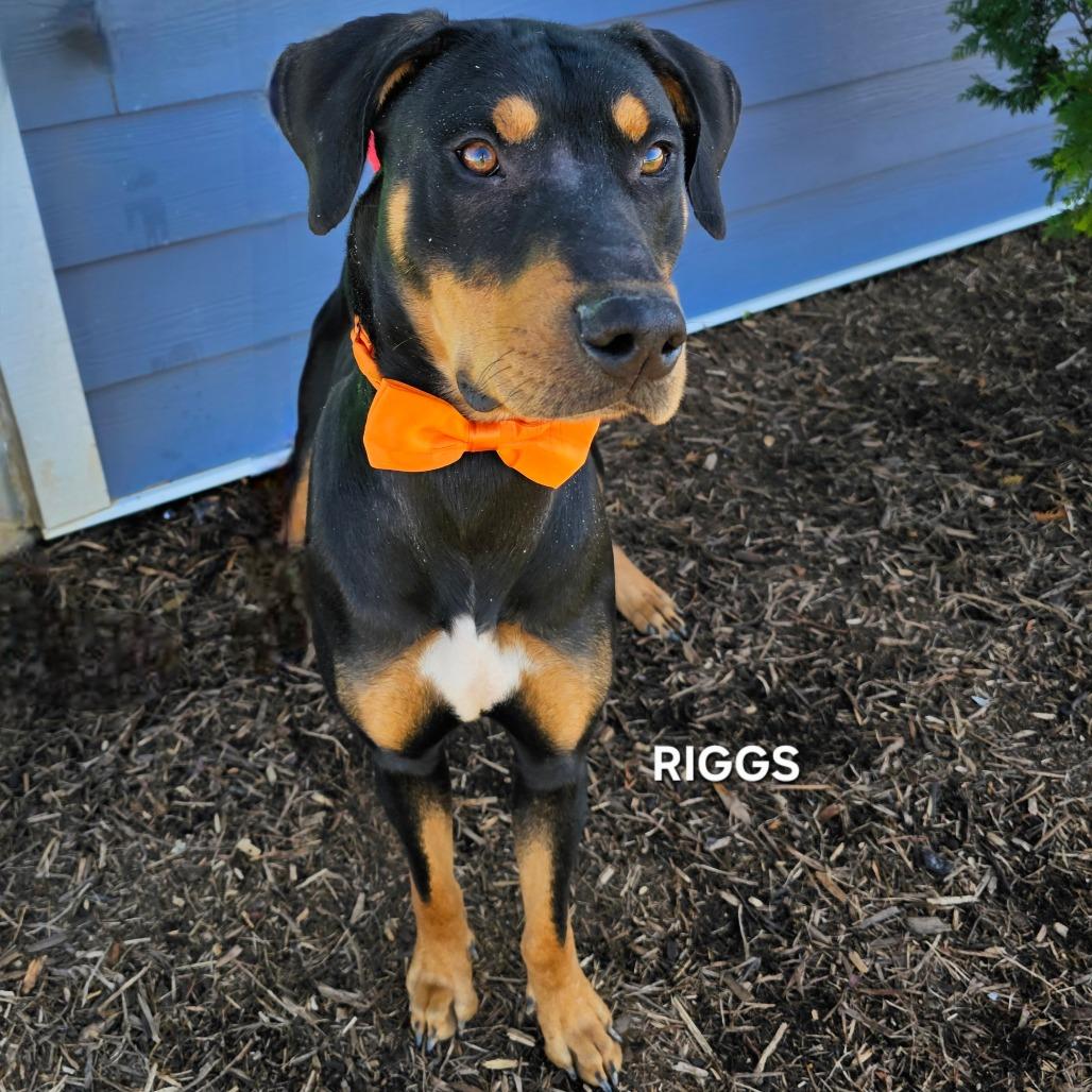 Riggs, a Adoptable mixed breed in Phoenix, AZ image 3/5