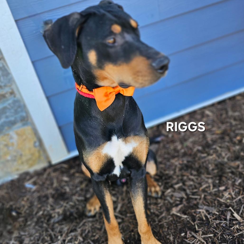 Riggs, a Adoptable mixed breed in Phoenix, AZ image 4/5