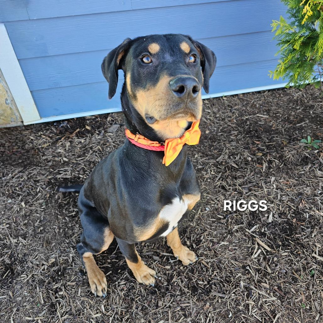 Riggs, a Adoptable mixed breed in Phoenix, AZ image 5/5