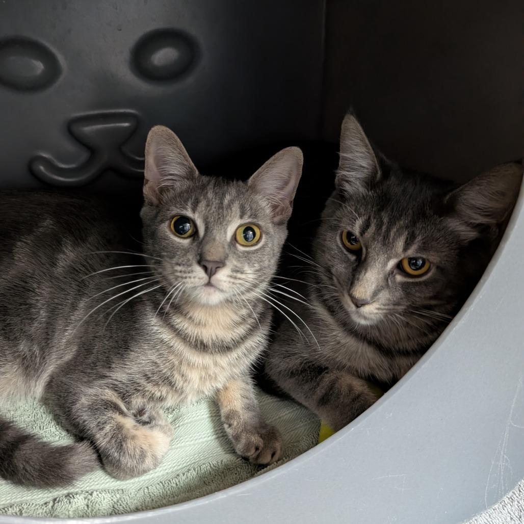 Enlarge Bagel, a Adoptable Domestic Short Hair in Brookfield, WI image 1/3