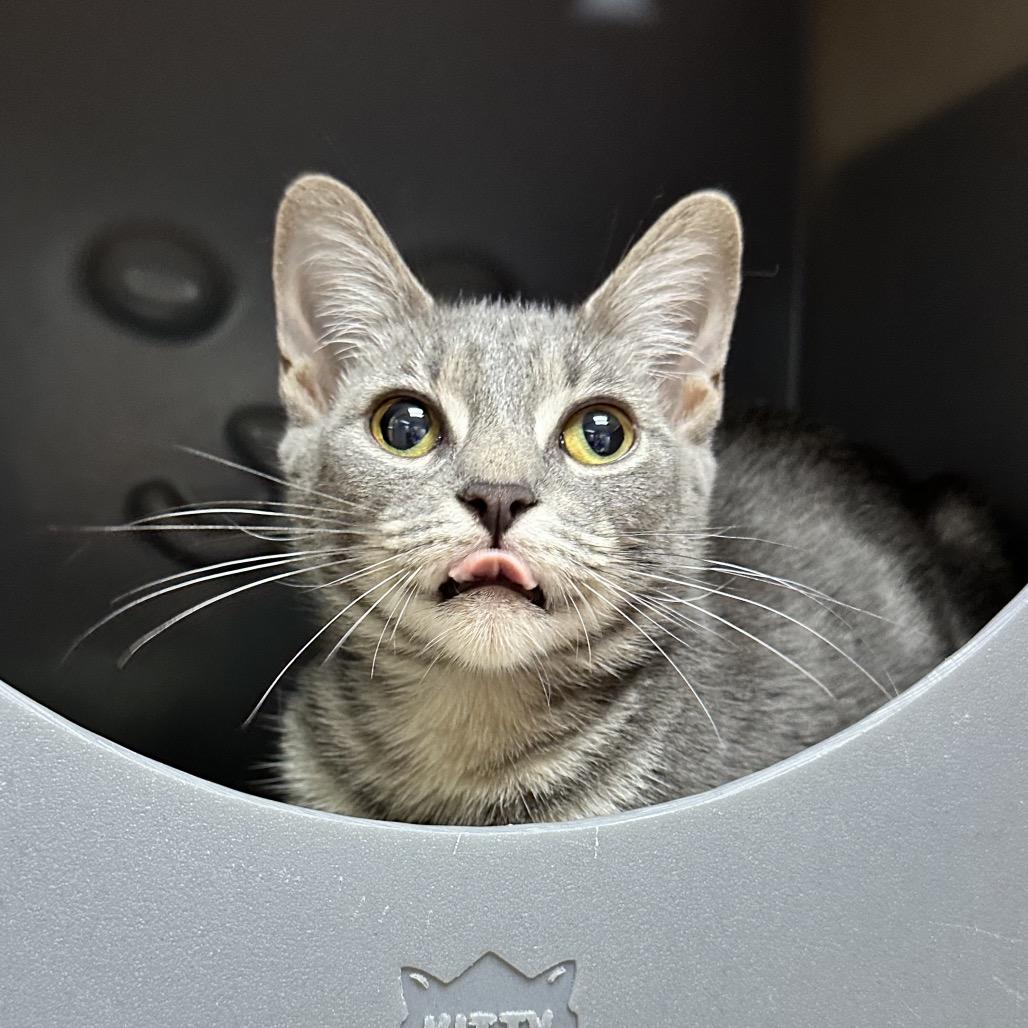 Enlarge Bagel, a Adoptable Domestic Short Hair in Brookfield, WI image 2/3