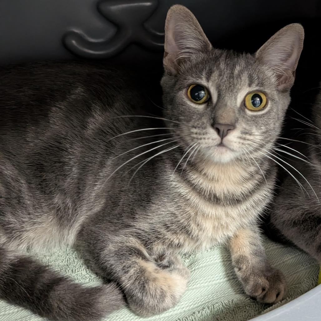 Enlarge Bagel, a Adoptable Domestic Short Hair in Brookfield, WI image 3/3