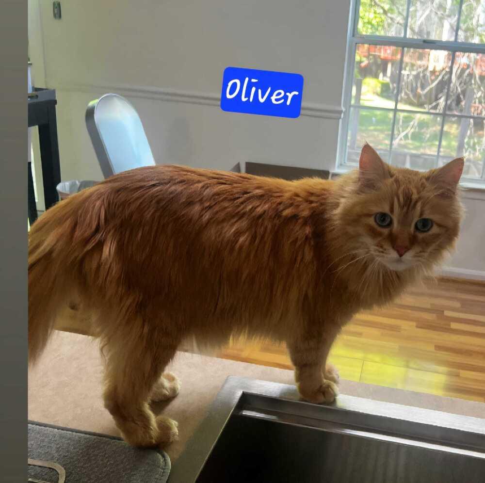 Oliver, Adoptable, Senior Male Domestic Long Hair.