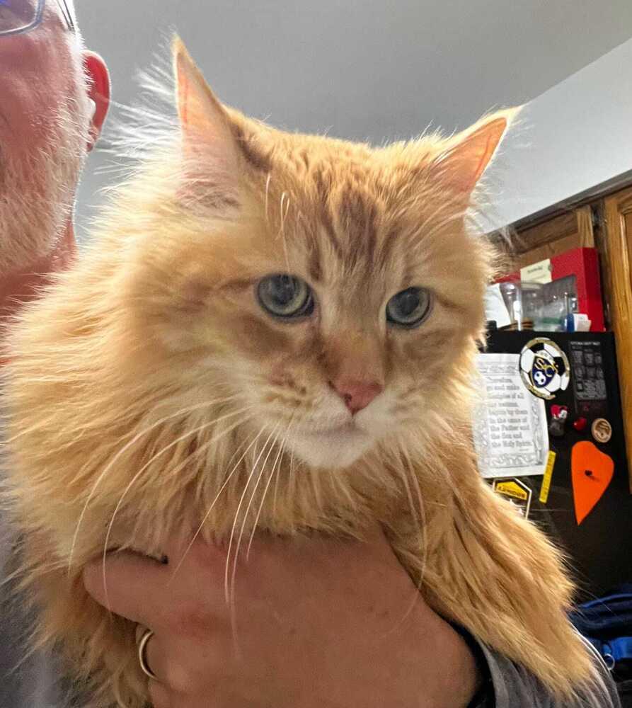Enlarge Oliver, a Adoptable mixed breed in Jessup, MD image 2/2